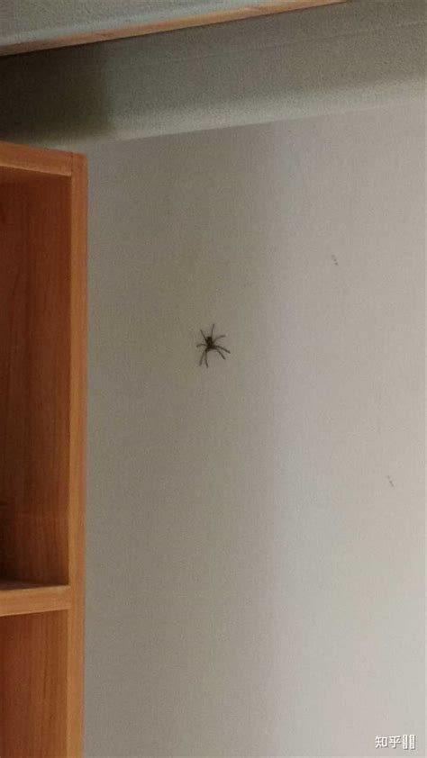 房间有蜘蛛代表什么 買房 方位